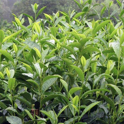 Théier Camellia Sinensis