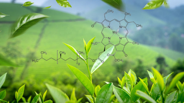 La chlorophylle processus essentiel au thé vert. Quels sont ses bienfaits ?