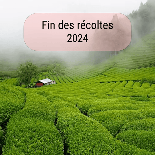 Fin des Récoltes de 2024 - SakuraTea