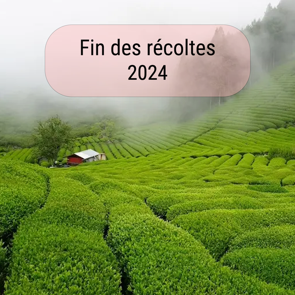 La fin des récoltes du thé matcha de qualité 2024