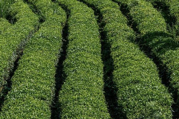 Sélection des feuilles dans les plantations japonaises, à la récolte minutieuse des jeunes feuilles, au séchage et au broyage en poudre fine, chaque étape est réalisée avec soin pour garantir la qualité exceptionnelle du matcha.