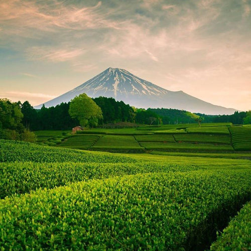 Les différents cultivars - SakuraTea