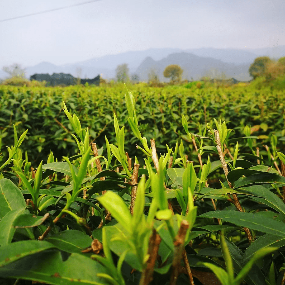 Les Principaux Cultivars du Thé - SakuraTea